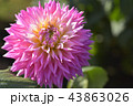 ダリア 43863026