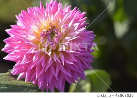 ダリア 43863026