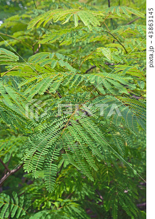 樹木：ネムノキ　マメ科 43863145