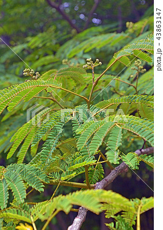 樹木:ネムノキ マメ科 樹木:ネムノキ マメ科 43863147