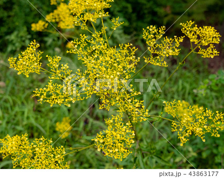 向島百花園25 向島百花園25 43863177