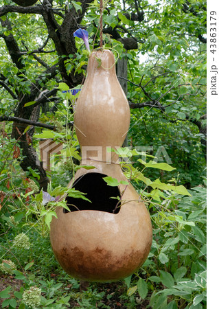 向島百花園27 向島百花園27 43863179