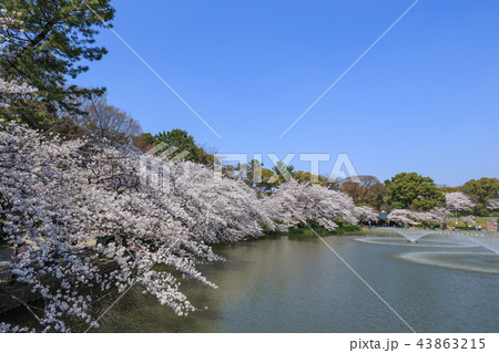名城公園の満開を迎えた桜 43863215