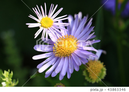 花 花 43863346