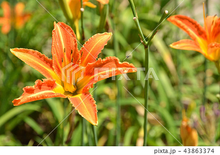 植物：ノカンゾウ　ユリ科 43863374