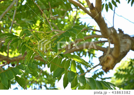 樹木：ムクロジ　ムクロジ科 43863382