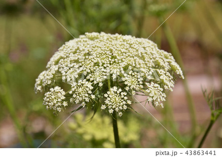 植物:ニンジン セリ科 植物:ニンジン セリ科 43863441