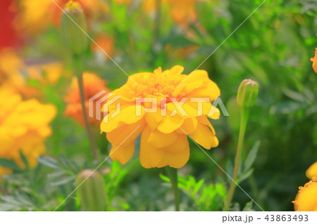 黄色いマリーゴールド 黄色いマリーゴールド 43863493
