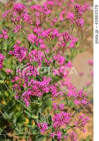 植物：ムシトリナデシコ　ナデシコ科 43863578