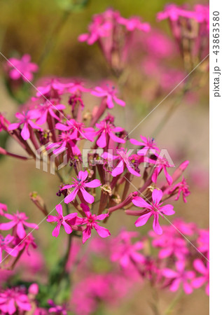 植物:ムシトリナデシコ ナデシコ科 植物:ムシトリナデシコ ナデシコ科 43863580