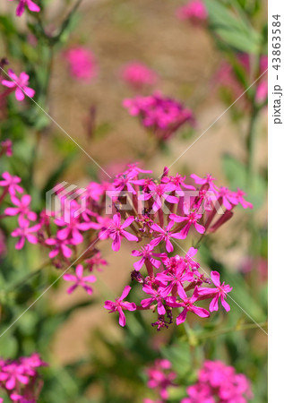 植物:ムシトリナデシコ ナデシコ科 植物:ムシトリナデシコ ナデシコ科 43863584