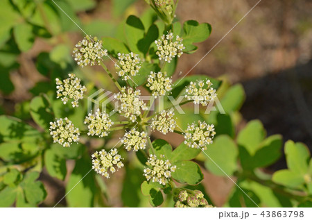 植物:ボタンボウフウ セリ科 植物:ボタンボウフウ セリ科 43863798