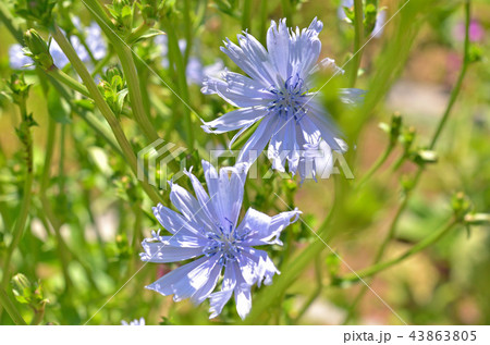 植物：キクニガナ　キク科 43863805