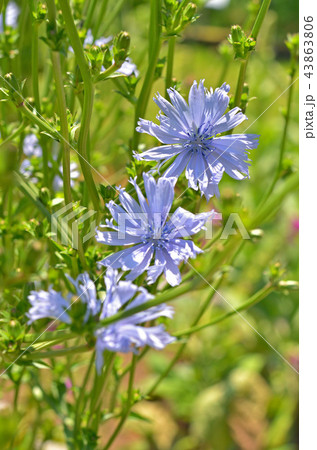 植物：キクニガナ　キク科 43863806