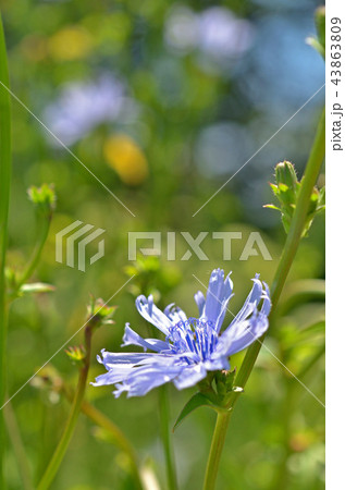 植物：キクニガナ　キク科 43863809