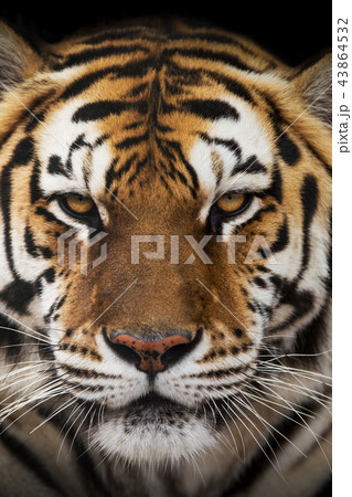 Close up of a Siberian tiger (Panthera tigris altaica). 43864532