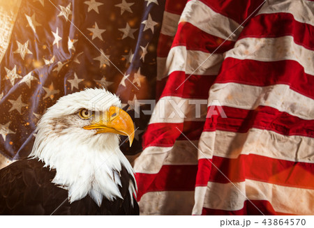 Bald Eagle with American flag. Bald Eagle with American flag. 43864570