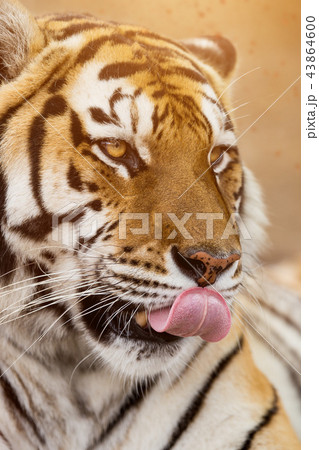 Close up of a Siberian tiger (Panthera tigris altaica). Close up of a Siberian tiger (Panthera tigris altaica). 43864600