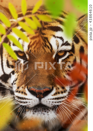 Close up of a Siberian tiger (Panthera tigris altaica). 43864610