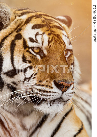Close up of a Siberian tiger (Panthera tigris altaica). 43864612