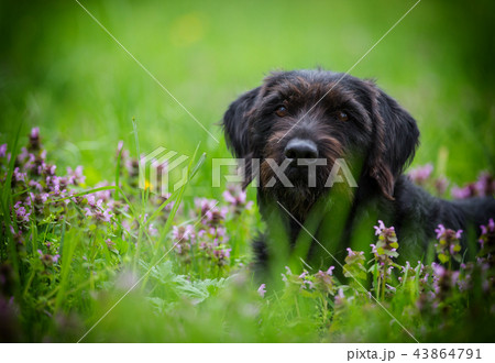 Black dog Amy posing in spring meadow. Black dog Amy posing in spring meadow. 43864791