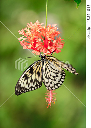 Paper kite (idea leuconoe) in primeval forest. 43864813
