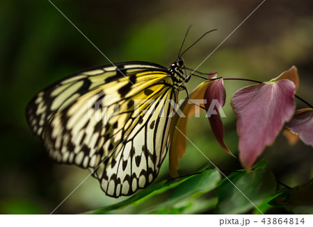 Paper kite (idea leuconoe) in primeval forest. Paper kite (idea leuconoe) in primeval forest. 43864814
