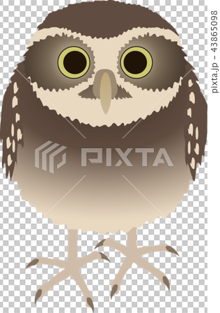 Anaholy owl 43865098