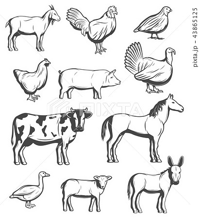Cattle farm animals and birds 43865125