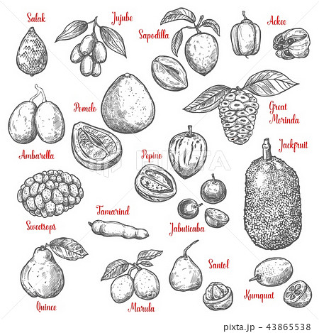 Exotic tropical fruits vector sketch Exotic tropical fruits vector sketch 43865538