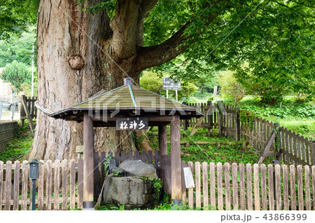 大欅　秋田県　藤里町 43866399