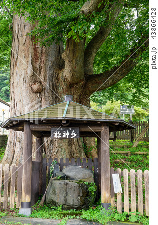 大欅 秋田県 藤里町 大欅 秋田県 藤里町 43866428