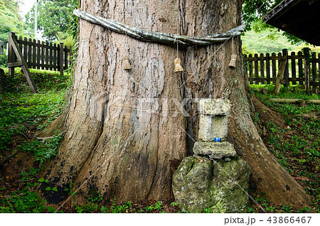 大欅　秋田県　藤里町 43866467
