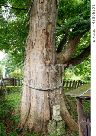 大欅　秋田県　藤里町 43866501