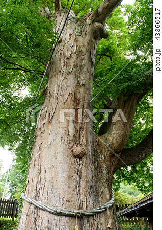大欅　秋田県　藤里町 43866517