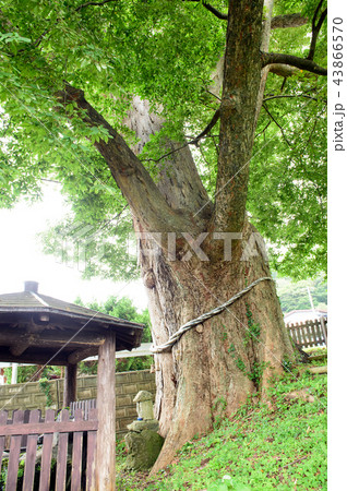 大欅　秋田県　藤里町 43866570