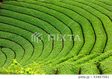 円形茶園 茶源郷和束町 43867081