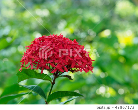 赤く美しい山丹花 赤く美しい山丹花 43867172