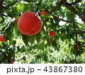 木になる桃 43867380