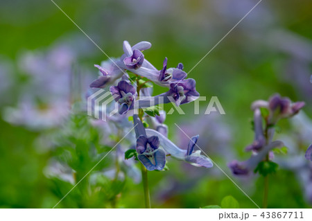 キンキエンゴグサ 43867711