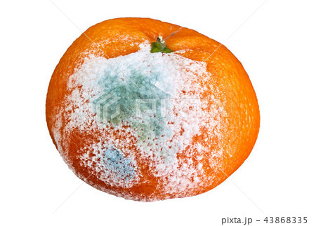 rotten and moldy orange rotten and moldy orange 43868335