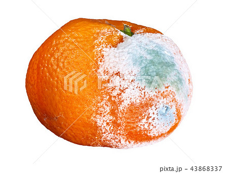 rotten and moldy orange 43868337