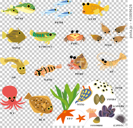 磯の生物 43869626