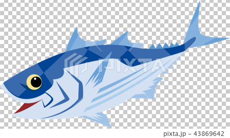 かわいいカツオ 43869642