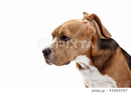 Front view of cute beagle dog sitting, isolated on a white background 43869767