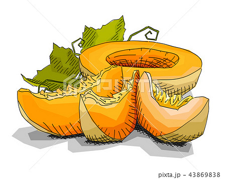 Vector illustration of drawing fruit melons. 43869838