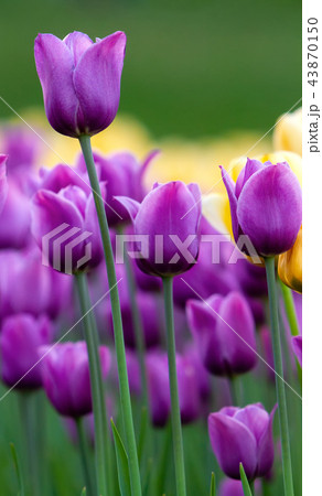 The purple tulips. 43870150