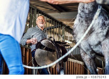 A senior couple putting a saddle on a horse in a stable. 43870243