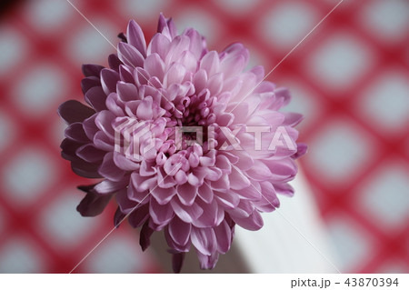 菊 43870394