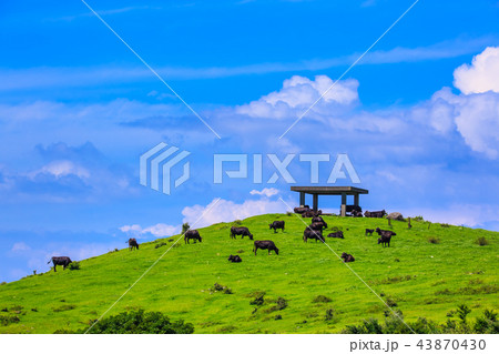 新緑の牧場の里あづま 牛の放牧 【長崎県雲仙市吾妻町】 新緑の牧場の里あづま 牛の放牧 【長崎県雲仙市吾妻町】 43870430